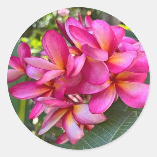 トロピカルフラワーシール ラウンドシール (正面)