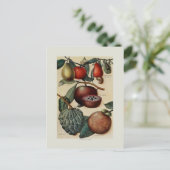 トロピカルフルーツ ポストカード (スタンド正面)