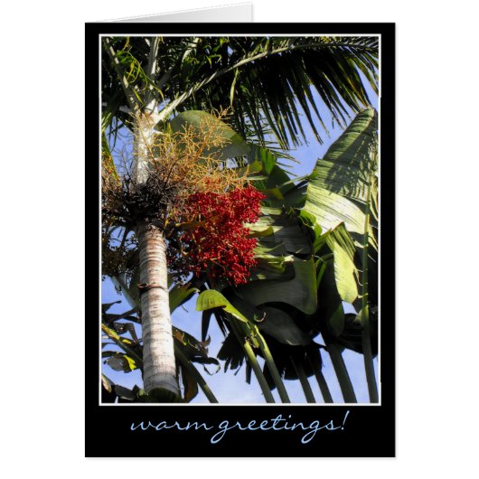 トロピカルブリーズ (正面)