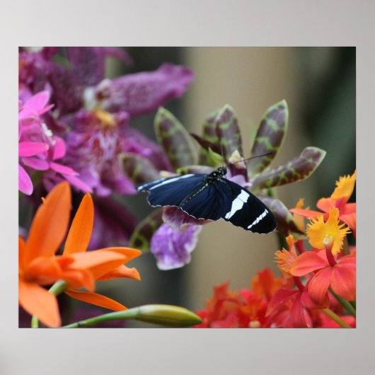 トロピカルブルーバタフライポスター ポスター (正面)