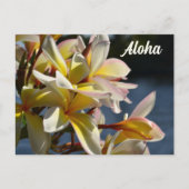 トロピカルプルメリアフラギパニの花フローラルアロハ ポストカード (正面)