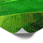 トロピカルヘリコニア – ロブスター爪 ポスター (角)