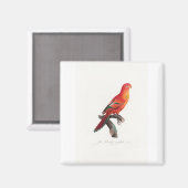 トロピカルマカオウム マグネット (正面/裏面)