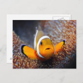 トロピカルリーフフィッシュ – Dolnfish ポストカード (正面/裏面)