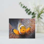 トロピカルリーフフィッシュ – Dolnfish ポストカード (スタンド正面)