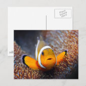 トロピカルリーフフィッシュ – Dolnfish ポストカード (正面/裏面)