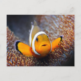トロピカルリーフフィッシュ – Dolnfish ポストカード