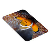 トロピカルリーフフィッシュ – Dolnfish マグネット (右側)
