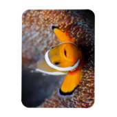 トロピカルリーフフィッシュ – Dolnfish マグネット (縦)