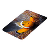 トロピカルリーフフィッシュ – Dolnfish マグネット (左側)