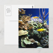 トロピカルリーフ3 ポストカード (正面/裏面)