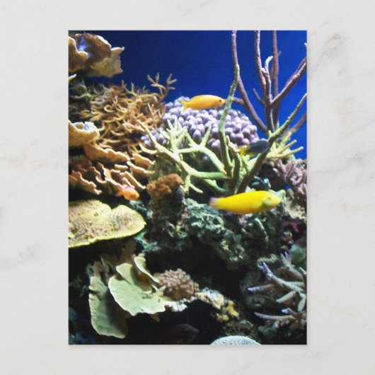 トロピカルリーフ3 ポストカード (正面)