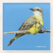 トロピカル素晴らしキングバードオンブラックベリーブランチ ガラスコースター (正面)