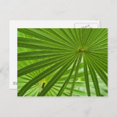 トロピカル ポストカード (正面/裏面)