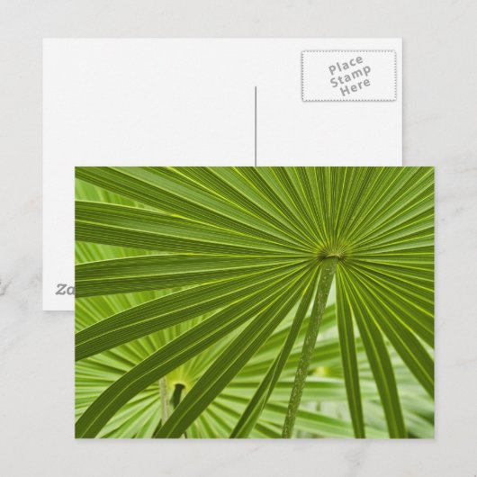 トロピカル ポストカード (正面/裏面)