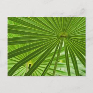 トロピカル ポストカード