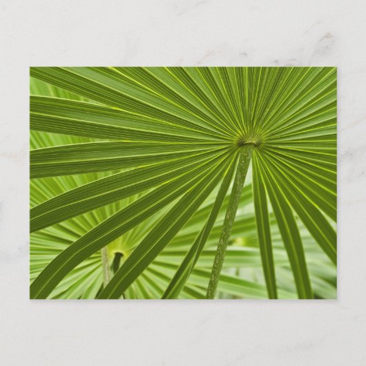 トロピカル ポストカード (正面)