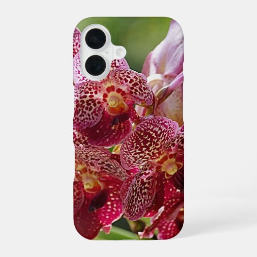 トロピカル・ヴァンダ・オーキッド・クラスター iPhone 16ケース (裏面)