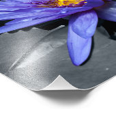 トロピカル《植物》スイレンフォトプリント フォトプリント            (角)