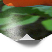 トロピカーナバラ写真 フォトプリント            (角)