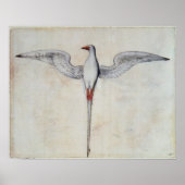 トロピック鳥 ポスター (正面)