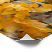 トロフィーディアー ポスター (コーナー)