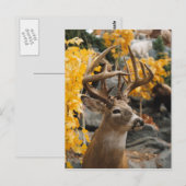 トロフィーディアー ポストカード (正面/裏面)