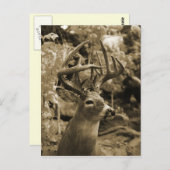 トロフィーディアー ポストカード (正面/裏面)