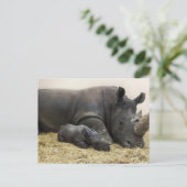 トロントズーベビーシロサイ ポストカード (スタンド正面)