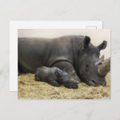 トロントズーベビーシロサイ ポストカード (正面/裏面)