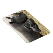 トロントズーベビーシロサイ マグネット (右側)