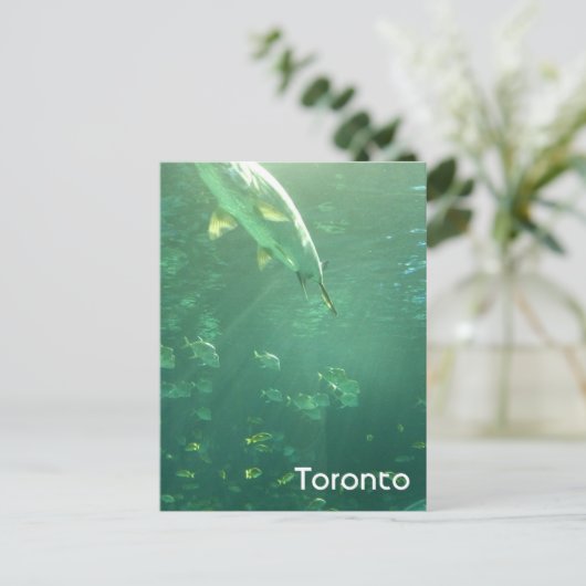 トロント水族館はがき ポストカード (スタンド正面)
