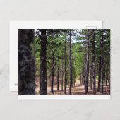 トロードス山脈林キプロス ポストカード (正面/裏面)