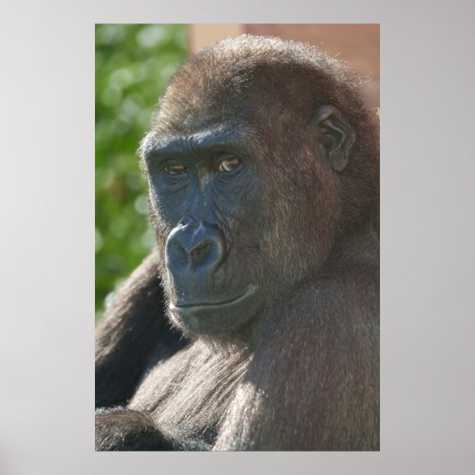 トワイクロス動物園のシュファイ ポスター (正面)