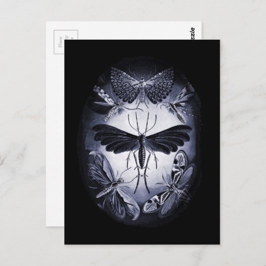 トワイライトの真菌の蛾 ポストカード (正面/裏面)