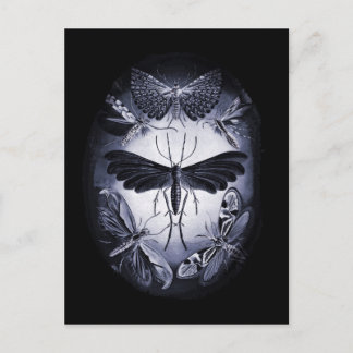 トワイライトの真菌の蛾 ポストカード