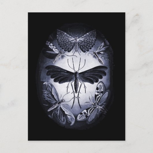 トワイライトの真菌の蛾 ポストカード (正面)