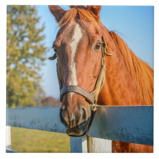 トワイライトバラ | Thoroughbred Race Horse タイル (正面)