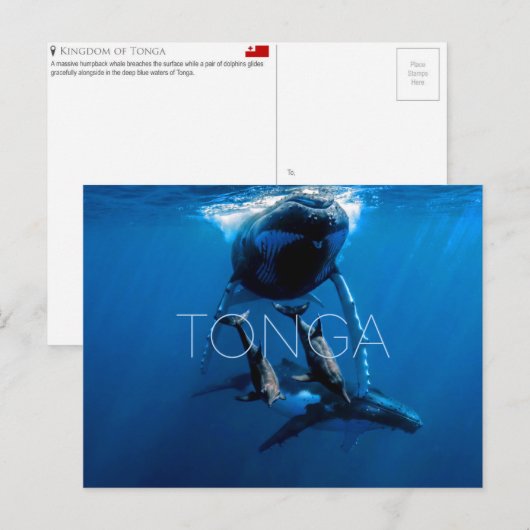 トンガ旅行絵はがき クジラウォッチング ポストカード (正面/裏面)
