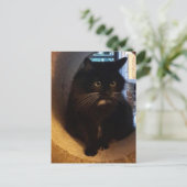 トンネル葉書のメルリン ポストカード (スタンド正面)