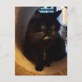 トンネル葉書のメルリン ポストカード