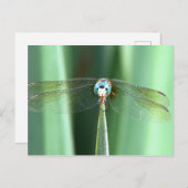 トンフライ顔アップ ポストカード (正面/裏面)