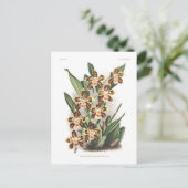 トンプソニアナム(Thompsonianum) ポストカード (スタンド正面)