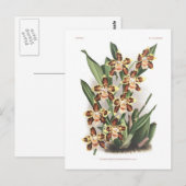 トンプソニアナム(Thompsonianum) ポストカード (正面/裏面)