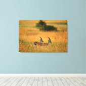 トンプソンガゼル（ガゼラトムソニ） At Dawn キャンバスプリント (インサイチュ (ウッドフロア))