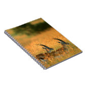 トンプソンガゼル(ガゼラトムソニ) At Dawn ノートブック (右側)