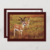 トンプソンズガゼルサファリはがき ポストカード (正面/裏面)