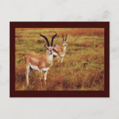 トンプソンズガゼルサファリはがき ポストカード (正面)