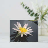 トンボとスイレン ポストカード (スタンド正面)