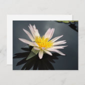 トンボとスイレン ポストカード (正面/裏面)